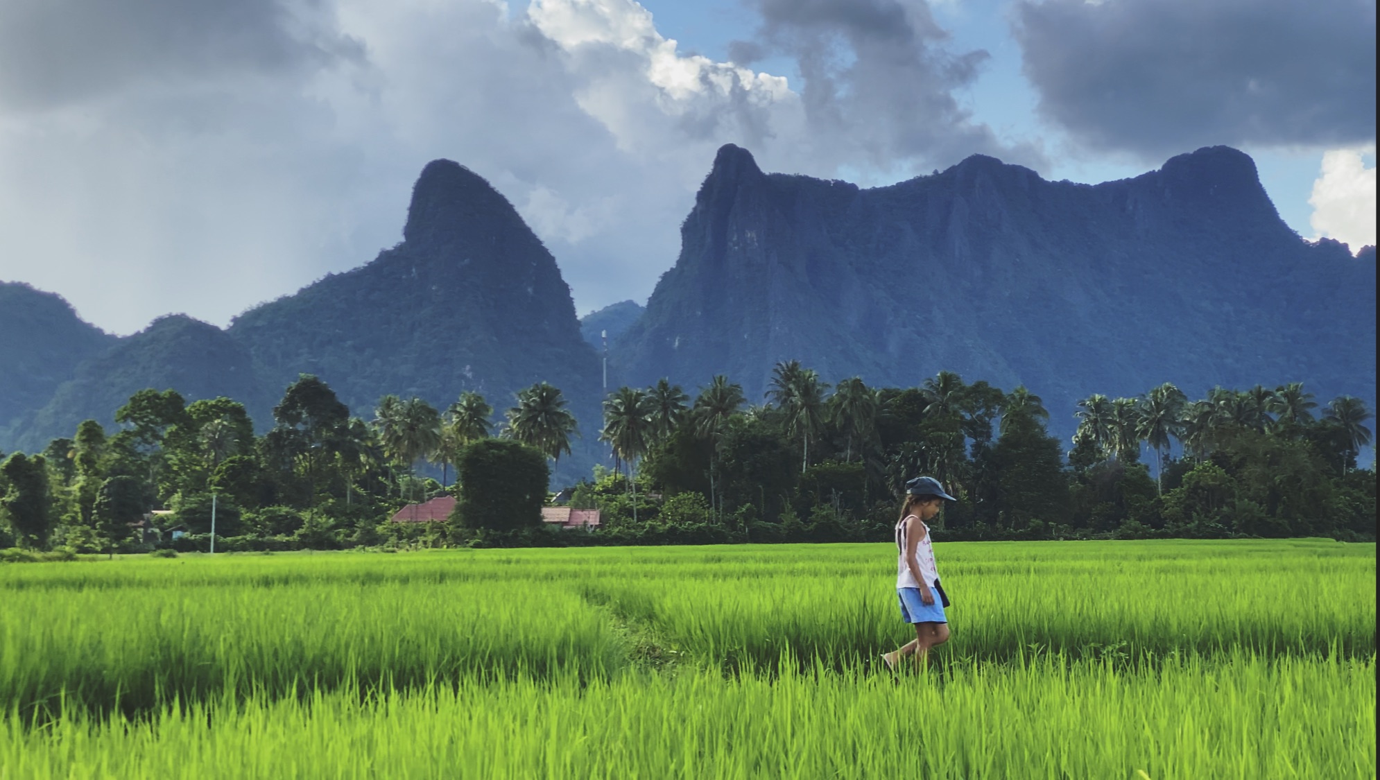 Rice Paddy Culture